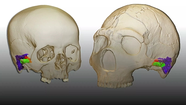 Неандертальцы могли воспринимать человеческую речь