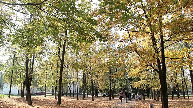 Новые аллеи и зеленые скверы. В Красногорске высадят около 12 тысяч деревьев