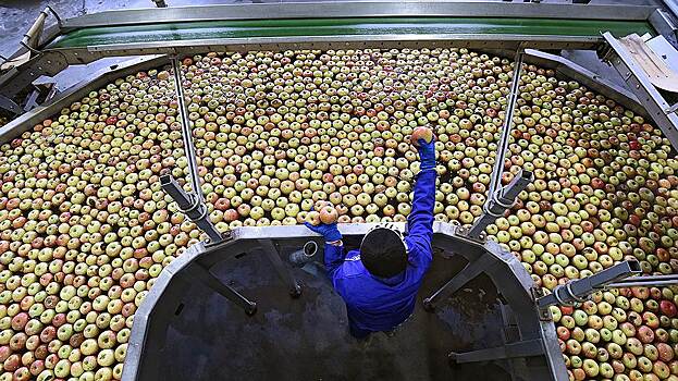 Cадоводы в 2,5 раз подняли цены на яблоки