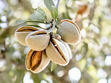 Миндаль: польза и вред для организма