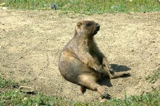 Кто живёт в степи? Топ-5 редких животных Оренбуржья