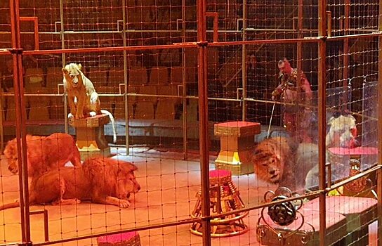 Три льва подрались на арене цирка в Екатеринбурге