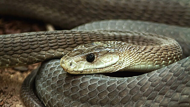 Череповецкие автомобилисты сняли на видео змею на лобовом стекле