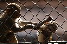 Уголовное дело возбуждено после гибели животных в зоопарке «Планета обезьян»