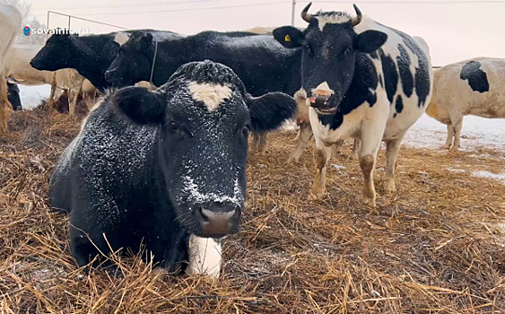Фермеры Шенталинского района купили коров благодаря господдержке