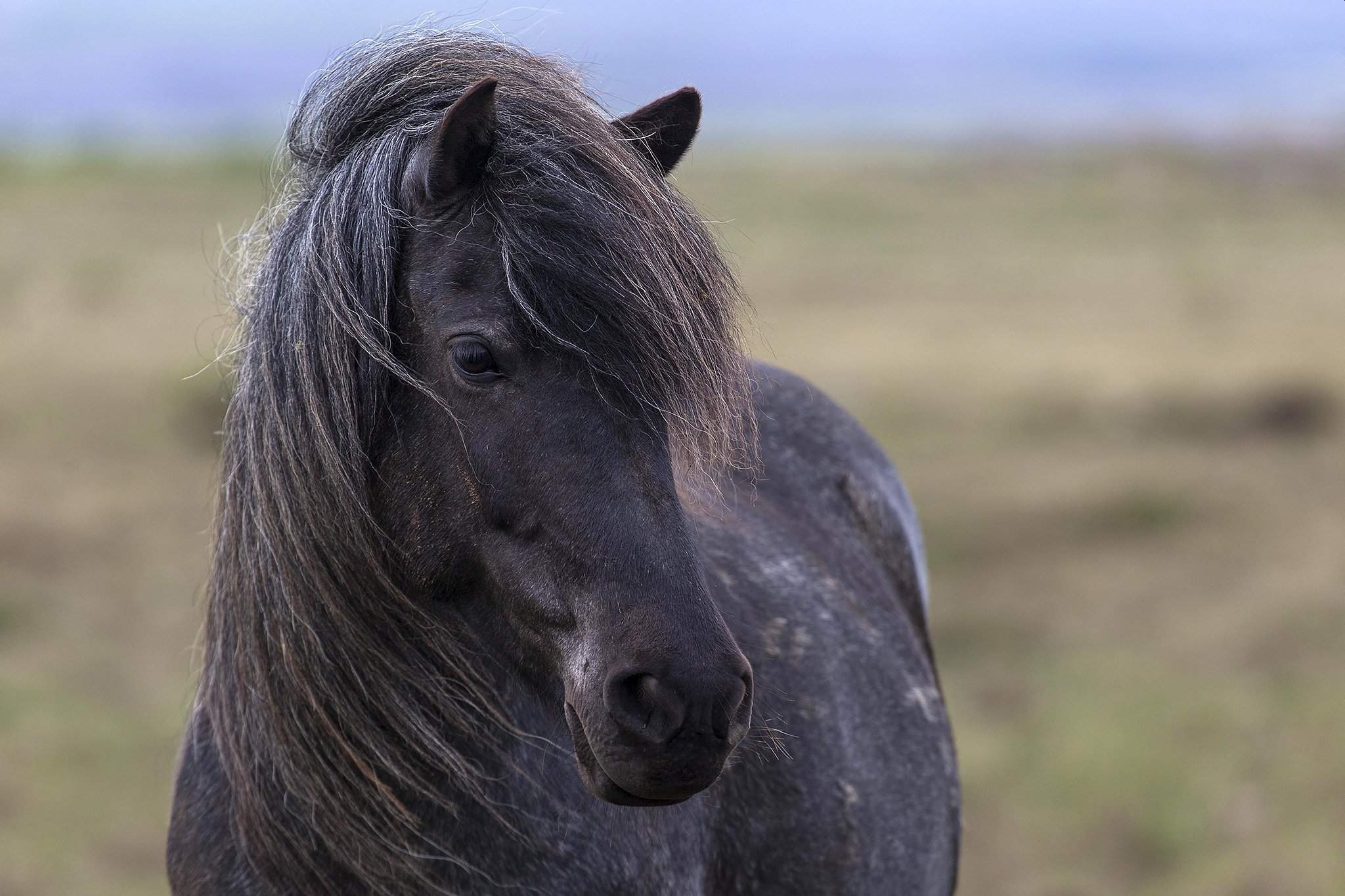 В Волгоградской области мужчина вколол лошадям неизвестный препарат