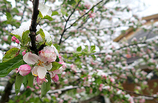 Аграрий: прогноз урожая подмосковной земляники неблагоприятный