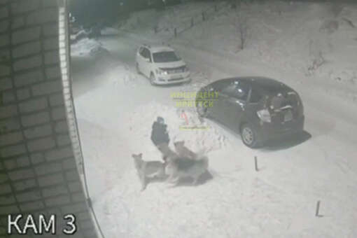 В Иркутской области стая собак напала на ребенка