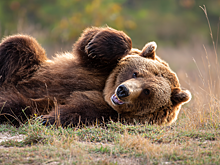 Зима близко. Как медведи из Большеречья готовятся ко сну