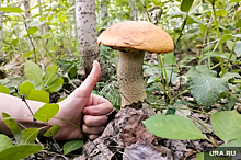 Житель Свердловской области нашел и снял на видео поляну, усыпанную грибами