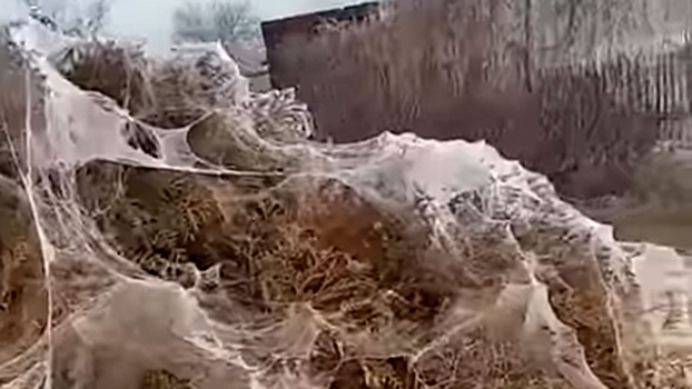 Окутана паутиной: Анапа столкнулась с нашествием пауков