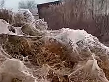 Окутана паутиной: Анапа столкнулась с нашествием пауков