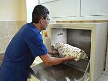 Избавление или спасение? Почему в РФ сворачивают проект с бэби-боксами