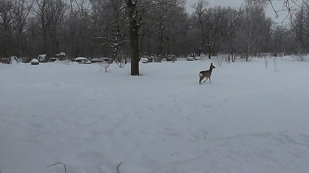 Браконьеры убили зайцев и косулю в Белинском районе