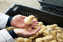 В Египте массово избавляются от цыплят из-за проблем с кормами