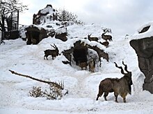 Московский зоопарк подготовит тематические экскурсии в новогодние каникулы
