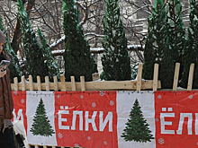 РЭО рекомендовал регоператорам открыть пункты приема елок