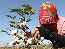 Узбекистан полностью откажется от ручного сбора хлопка