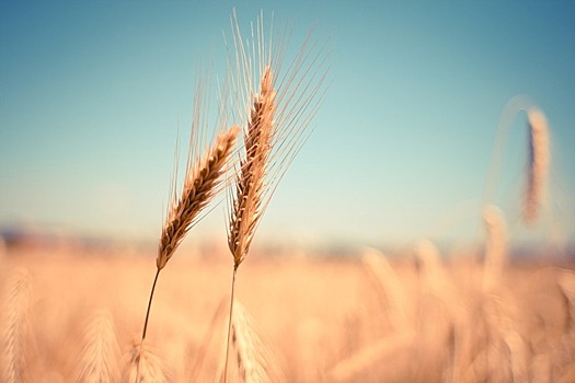 Омские ученые провели сортоиспытания твердой пшеницы