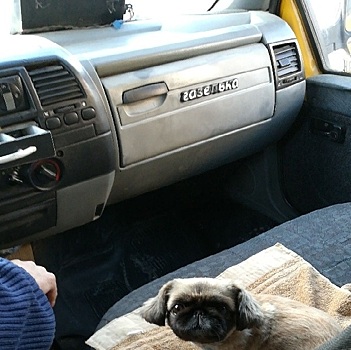 Водитель маршрутки в Астрахани взял с собой на работу собаку