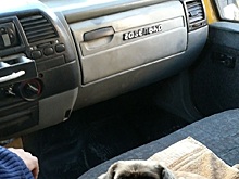 Водитель маршрутки в Астрахани взял с собой на работу собаку