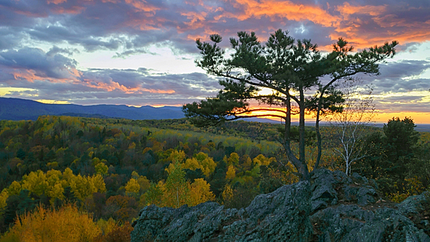 Тайга наступает на арктическую тундру, заметили ученые