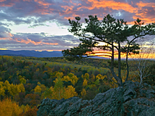 Тайга наступает на арктическую тундру, заметили ученые