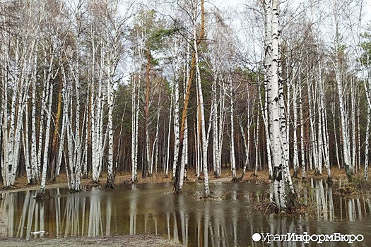 Насыпная дорожка на Шарташе превратила лес в болото?