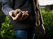 Что посадить на месте картофеля?