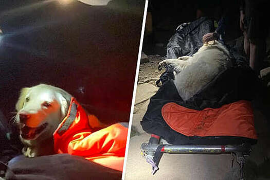 Спасатели спустили собаку с горы, потому что она устала