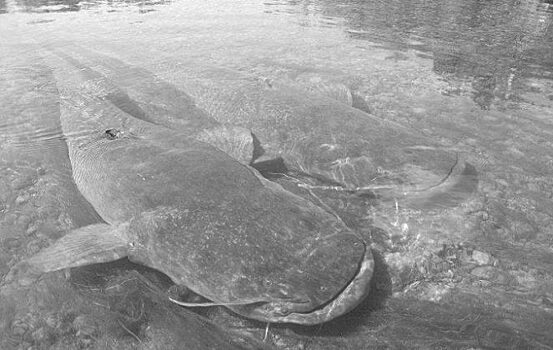 Сомы: почему их называют аллигаторами российских рек