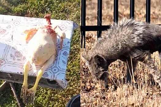 Неизвестный зверь отрывает головы петухам в деревне Жуланка