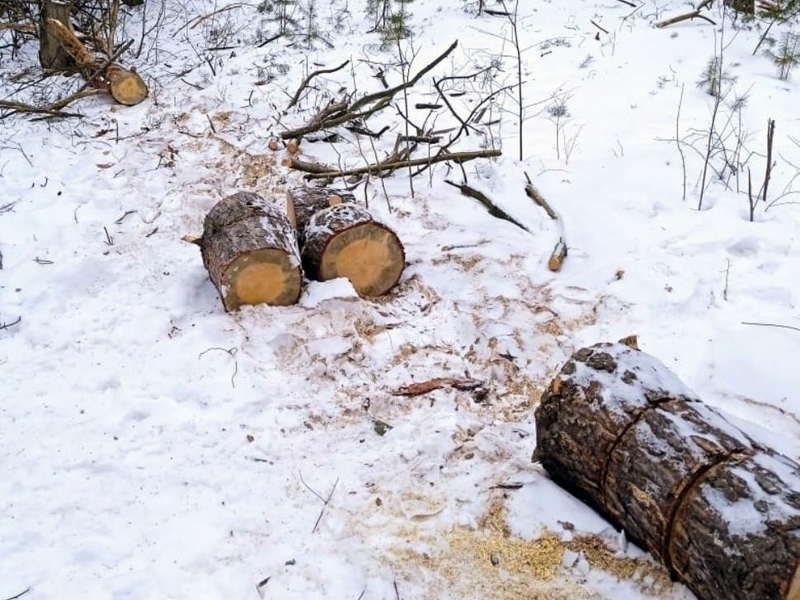 В Мокшанском районе выявлена незаконная рубка сосны