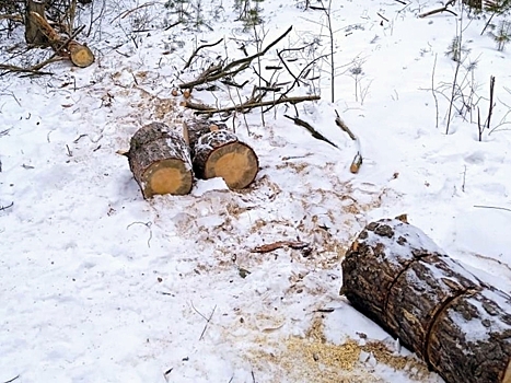В Мокшанском районе выявлена незаконная рубка сосны
