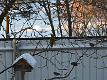 В Талдоме обнаружен зеленый дятел