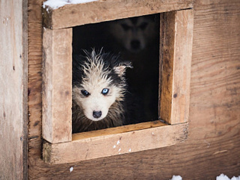 «Ищу кошку своей мечты»: в Петербурге запустили необычный сайт для поиска животных из приюта