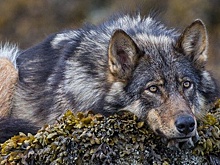 "Нападение" волка на школьника взбудоражило Качканар