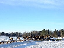 От лесозаготовки до фермы маралов. В Кировской области планируют развивать агротуризм