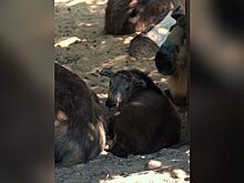 Детеныш сычуаньского такина родился в Московском зоопарке