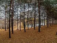 В Самарской области из двух лесничеств вывезли 342 тонны мусора