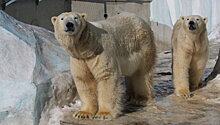 У медведей Герды и Кая в зоопарке Новосибирска родился малыш