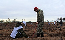 12 тысяч сосен высадили в пострадавших от пожаров лесах Воротынского района