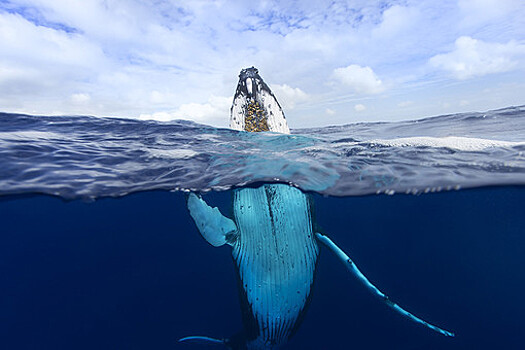 Горбатые киты оказались способны учиться песням у сородичей