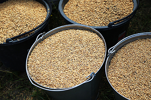 Минсельхоз предложил временно ограничить экспорт риса из России