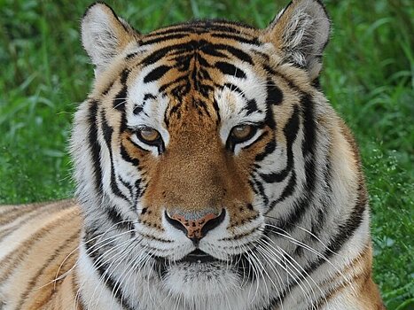 Три человека пострадали при нападении тигра в сафари-парке в Японии – СМИ