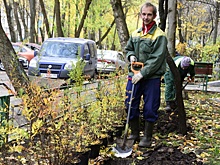 Деревья высадят в поселении Кленовское