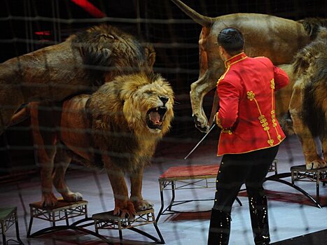 Депутат выступил за запрет диких животных в цирках