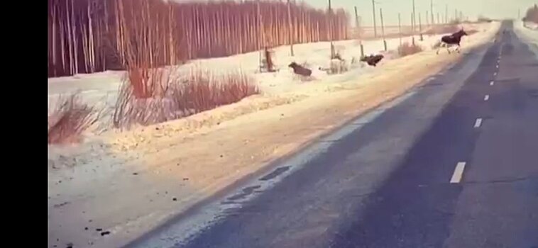          На трассе под Яранском заметили трех лосей       