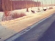          На трассе под Яранском заметили трех лосей       