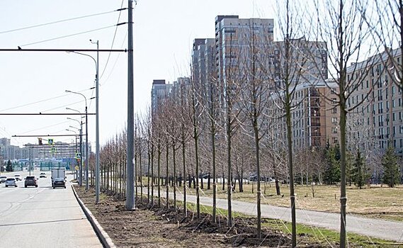 В Казани к середине мая посадят более 8 тысяч деревьев